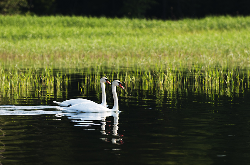 Joutsenet4 800px.jpg - Yes, you are my dear